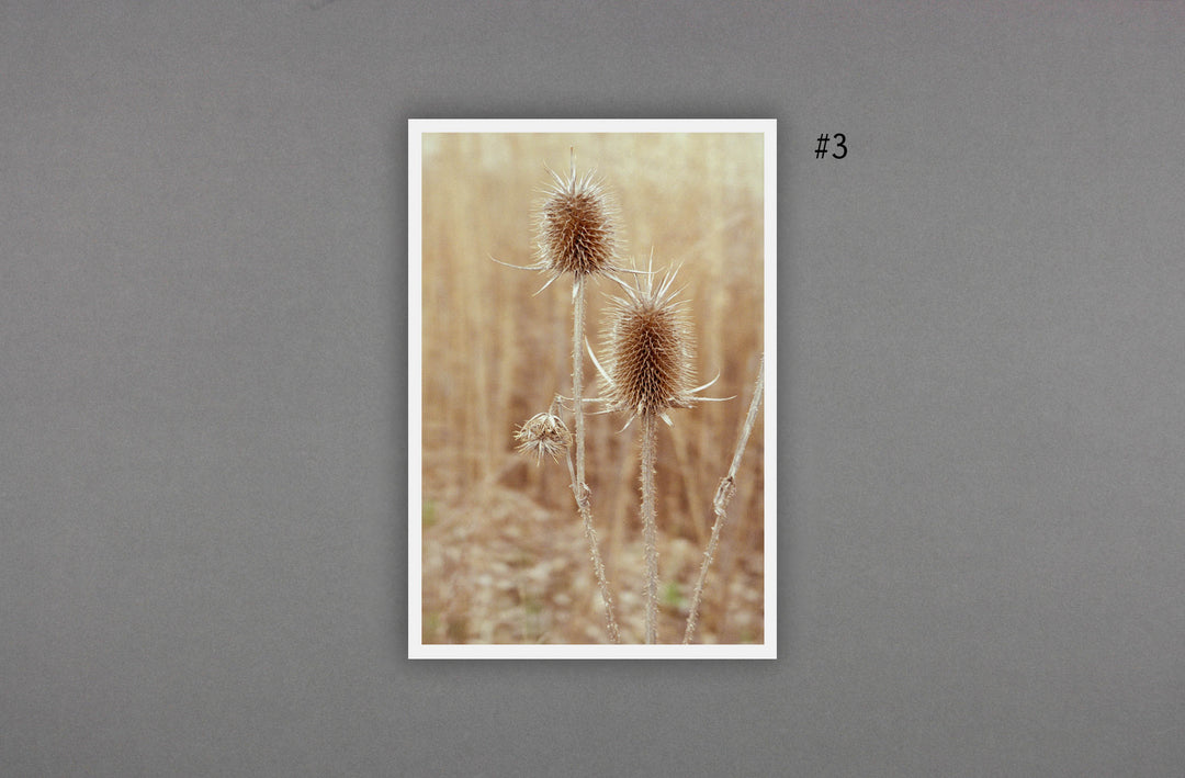 Daniel Shea - Blisner, IL (Special Edition) - Loose Joints Publishing