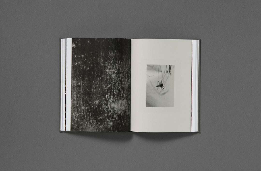 Daniel Shea - Blisner, IL Special Edition