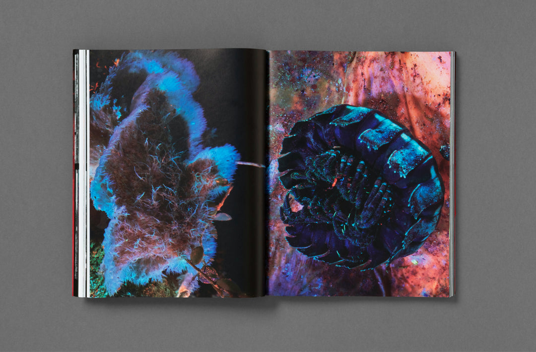 Richard Mosse – Broken Spectre