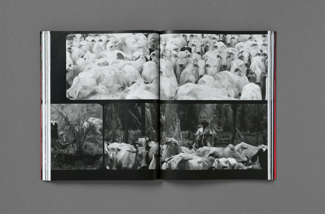Richard Mosse – Broken Spectre