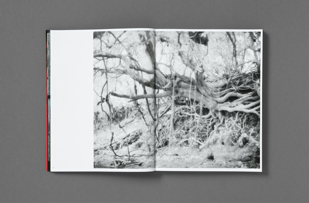 Richard Mosse – Broken Spectre