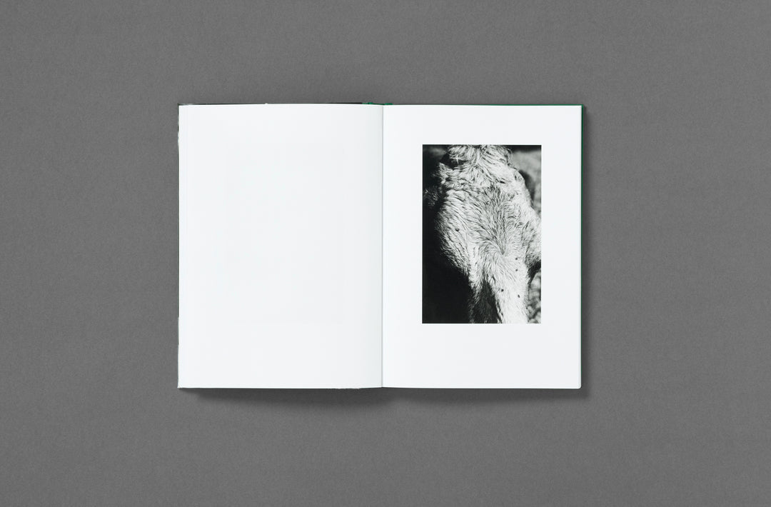 Yana Wernicke – Companions. Book published by Loose Joints. Edited by Sarah Chaplin Espenon.