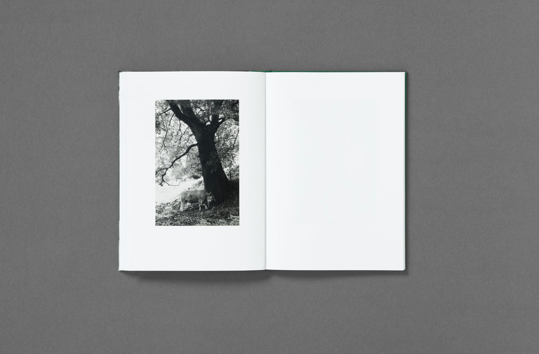 Yana Wernicke – Companions