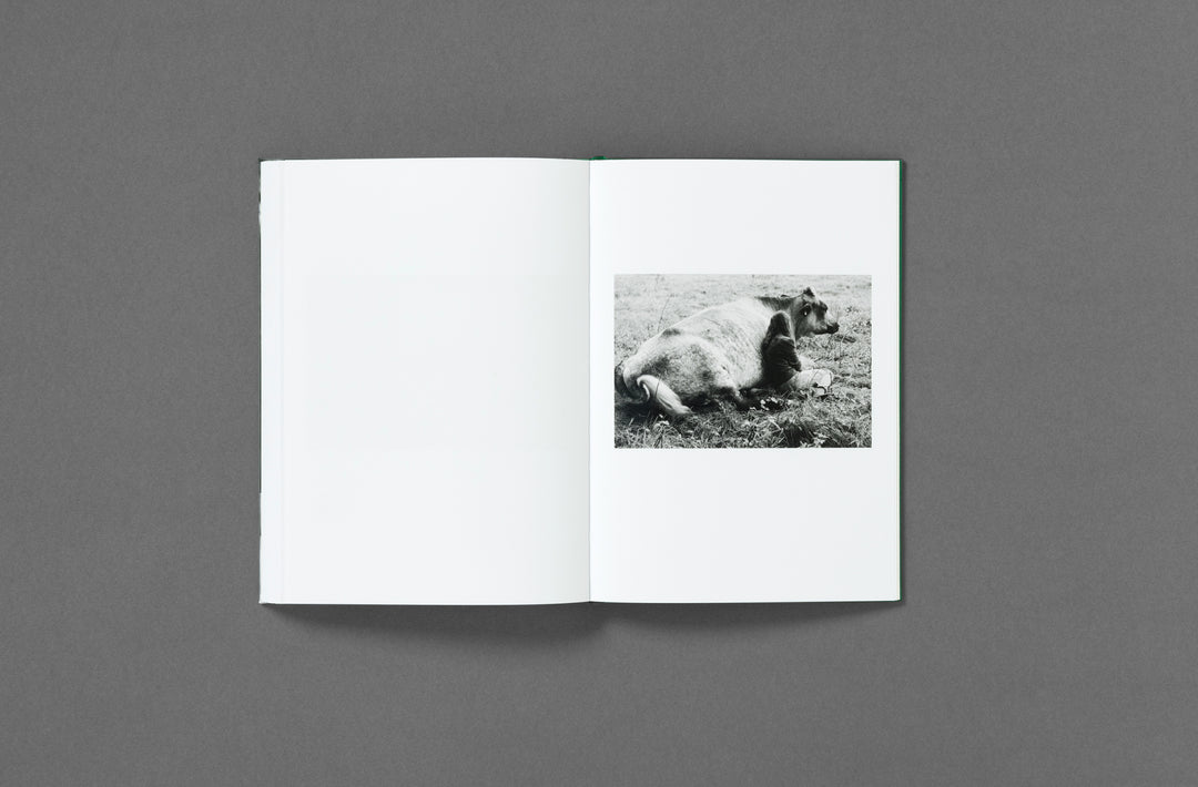 Yana Wernicke – Companions