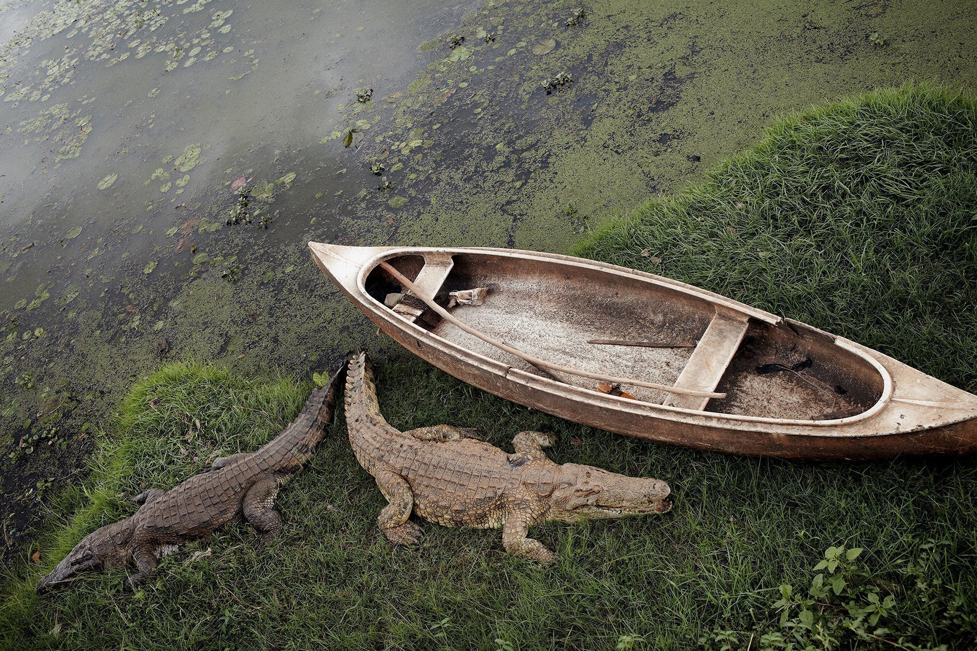 Impossible Island by Henry Roy at The Art Gallery of Western Australia