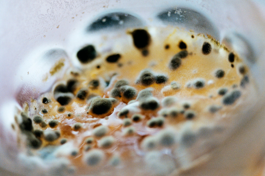 Abdulhamid Kircher – New Genesis