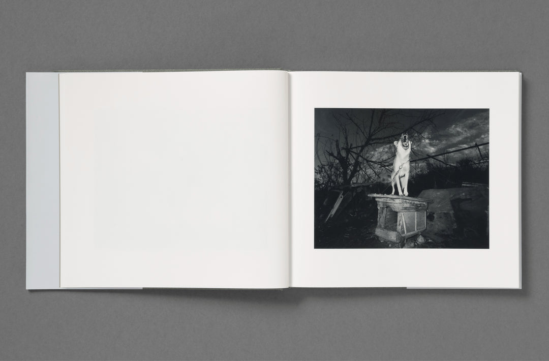 Aria Shahrokhshahi – Wet Ground