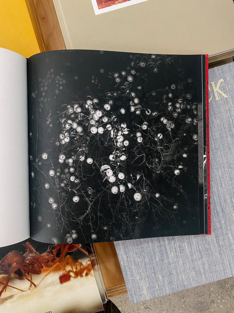 Robin Friend – Apiary (Studio Sale)