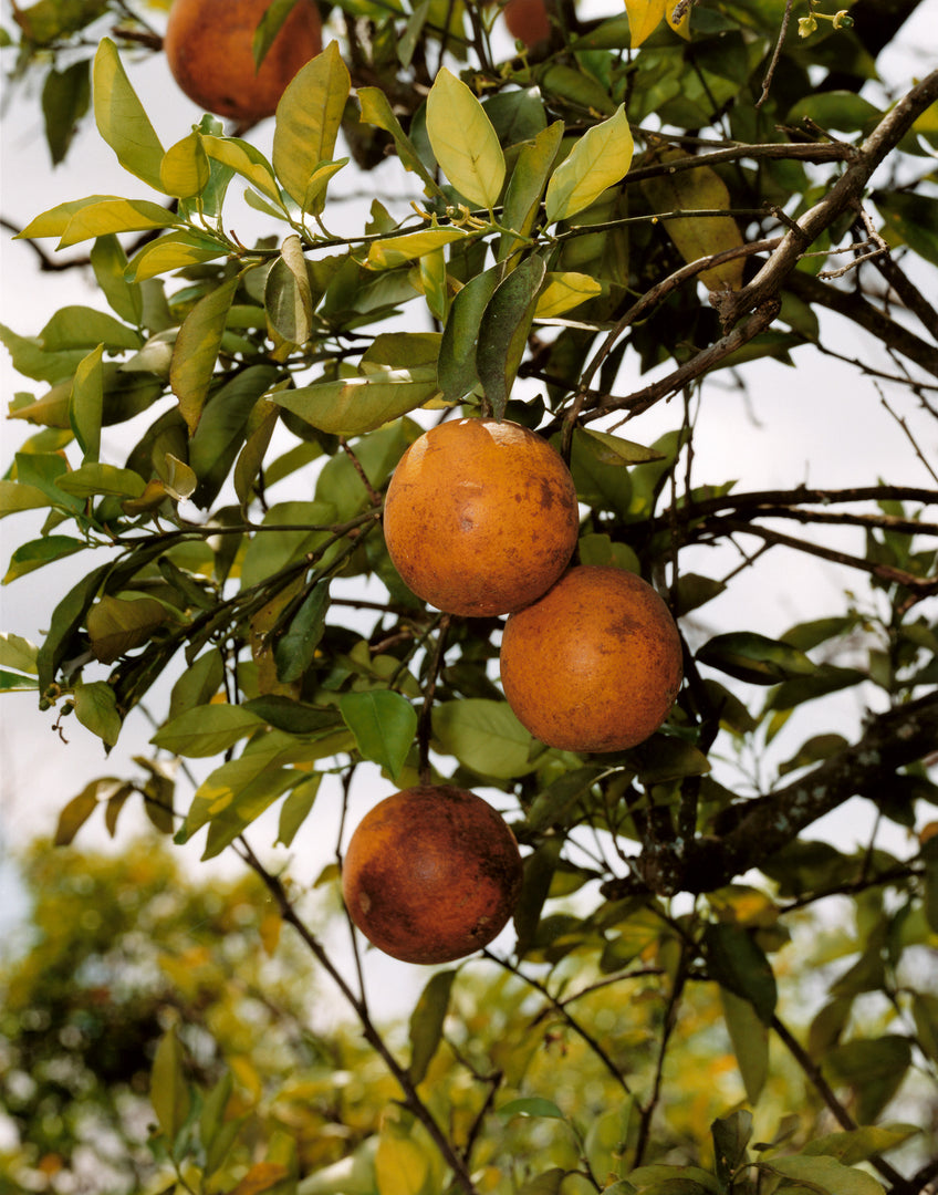 Roe Ethridge – In the Beginning